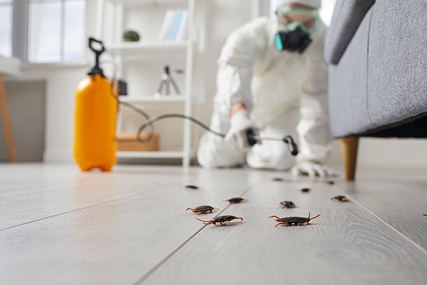 Post-Treatment Bed Bug Interceptor Monitoring in Kettle Falls